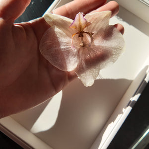 Real Orchid Flower Necklace Vertical London Jewellery